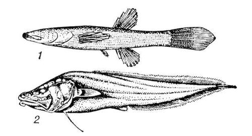  : 1    (. Amblyopsidae); 2   (. Brotulidae).  .