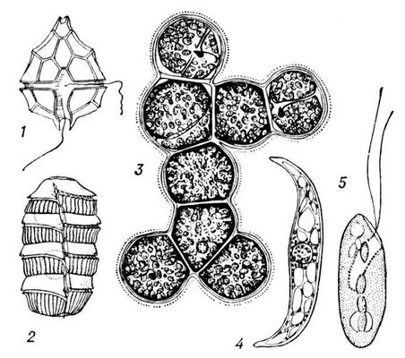 Различные формы пирофитовых водорослей: 1 — Peridinium bipes; 2 — Polykrikos schwartzii; 3 — Pyrocystis lunula; 4 — Dinothrix paradoxa; 5 — Cryptomonas sp. Пирофитовые водоросли.