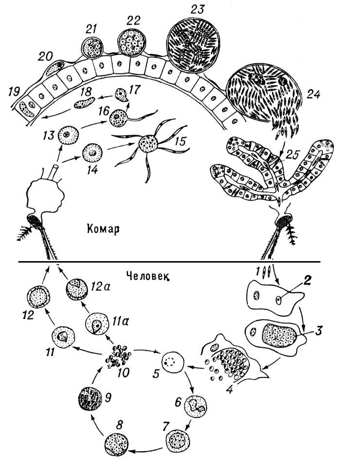   Plasmodium vivax: 1  ; 24     ; 510    ; 11  ; 11a   ; 12, 13  ; 12, 14   ; 15   ; 16   <span style='font-family: