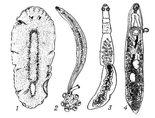  : 1     Stylochus pilidium; 2     Rajonchocotyle (   ); 3    Echinococcus granulosus (   ); 4  Plagiorchis verpertilionis (    ).  .