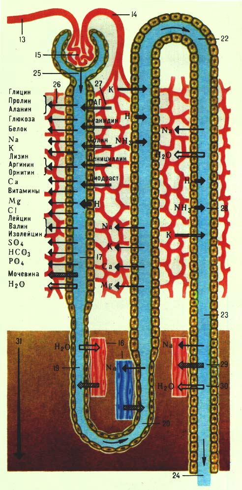     : 13   ; 14   ; 15   ; 16     ; 17    ; 19      ; 20      ; 22    ; 23   ; 24   ; 25      .    (26)        ;   (27)         ;     (28)        ;   (29)              ;   (30)      ;     (31)         (  ).