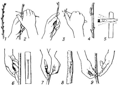 . 1. : 1       ; 2     ; 3     ; 4        ; 5    ; 6    ; 7        ; 8    ,   - ; 9   .