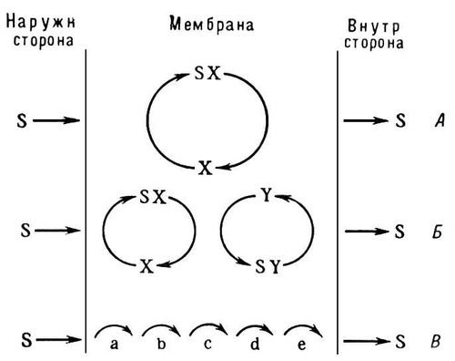 . 1.        : S  ; X, Y, a, b, c, d, e  ;       ,       ,       ().   .