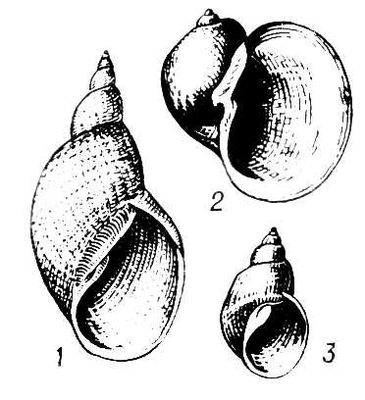 Прудовики: 1 — Lymnaea (Lymnaea) stagnalis; 2 — Lymnaea (Radix) auricularia; 3 — Lymnaea (Galba) truncatula. Прудовики.