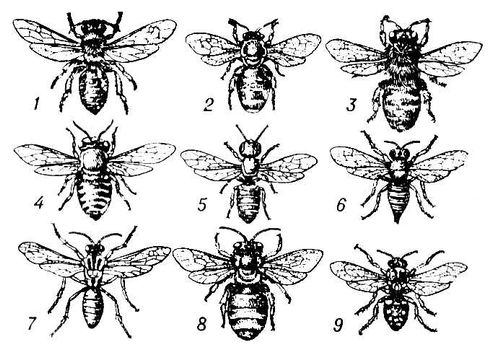  (): 1  Andrena haemorrhoa; 2  Nomia diversipes; 3  Melitta leporina; 4  Megahile argenata; 5  Heriades sp.; 6  Coelioxys sogdiana; 7  Nomada Fedtschenkoi; 8  Eucera clypeata; 9  Melecta fascipennis.