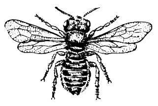 - Megachile centuncularis ().