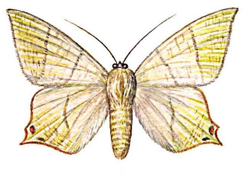 .   (Ourapteryx sambucaria)  , , . . .