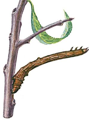 .   (Ourapteryx sambucaria)  , , . .    .