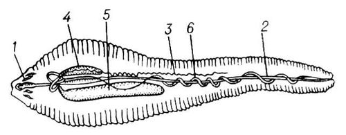  Linguatula serrata (): 1  ; 2  ; 3  ; 4, 5  ; 6  .