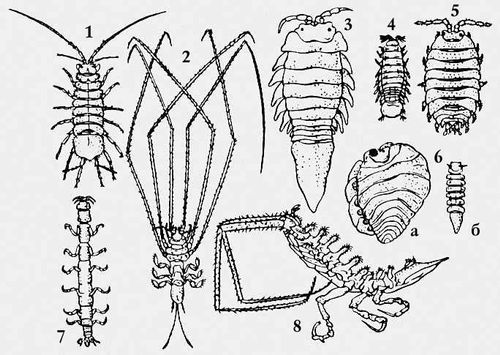  : 1    (Asellus aquaticus); 2  Munnopsis typica; 3    (Mesidothea entomon); 4   (Limnoria lignorum); 5   (Oniscus asellus); 6    ( Bopyroides hippolites;   ;   ); 7  Calathura brachiata; 8  Arcturus baffini.