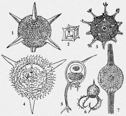 Радиолярии: 1 — Hexastylus marginatus; 2 — Lithocubus geometricus; 3 — Circorrhedma dodecahedra; 4 — Trigonocyclia triangularis; 5 — Euphisetta staurocodon; 6 — Medusetta craspedota; 7 — Pipetta tuba. Радиолярии.
