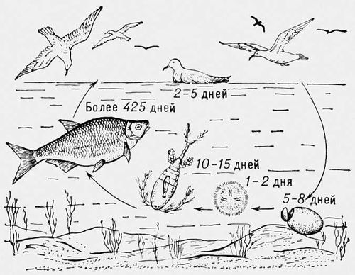      Ligula intestinalis.