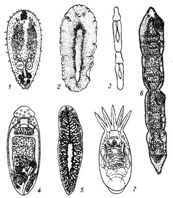  : 1    (Childia groenlandica); 2    (Stylochus pilidium); 3    (Catenula lemnae),     ; 4    (Monoophorum calinosum); 5    (Dendrocoelum lacteum): 6    (Microstomum lineare),     ; 7    ( ).   .