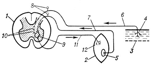 . 2.    (  ): 1    ( ); 2  ; 3   ; 4   ; 5    ( ); 6, 7   ; 8    (): 9   ( ); 10    (); 11   ; 12  <span style='font-family: