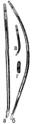 . 1.   Ditylenchus angustus:   ;   ;   ;   .  .