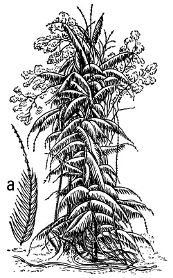  (Calamus rotang);      .