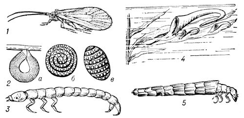 : 1   ; 2     (),  (6),  (); 3   ; 4     Neureclipsis bimaculata; 5   .