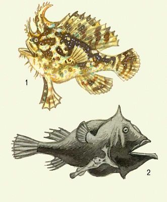 1.   Antennarius histrio. 2.  Edriolychnus schmidti (     ).