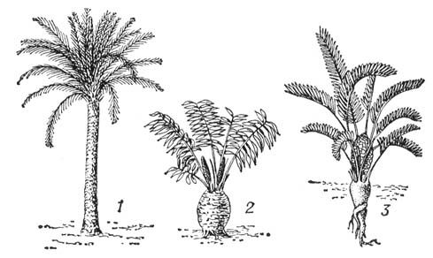 : 1 Cycas revoluta; 2  Stangeria paradoxa; 3  Zamia floridana. .