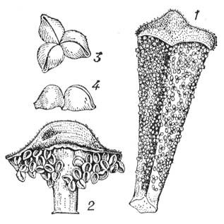    : 1  Cycas circinalis; 2  Zamia integrifolia; 3  4    .