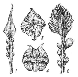   : 1  Cycas circinalis; 2  Cycas revoluta; 3  Macrozania peroffskyana; 4  Ceratozanna mexicana. .