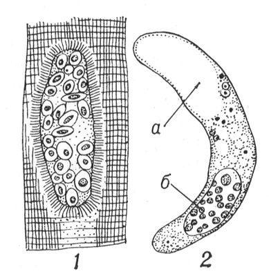  Sarcocystis tenella: 1     ; 2   (  ,   ).