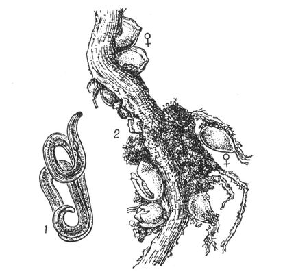 Свекловичная нематода: 1 — самец; 2 — самки (<span style='font-family:Arial'>♀</span>) на корнях сахарной свёклы. Свекловичная нематода.