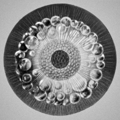 .  Thalassicolla nucleta.