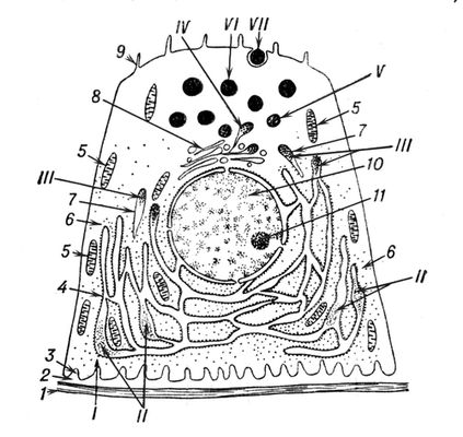 . 1.     .     : I       ; II         ; III           ; IV         ; V      ; VI    ; VII       ; 1   ; 2   ; 3    ; 4    ; 5  ; 6   ; 7     ; 8   ; 9  ; 10      ; 11  . .