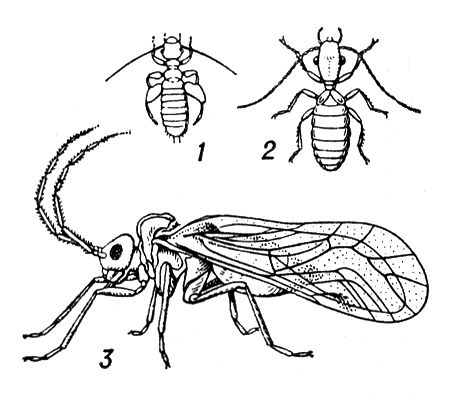 : 1   ; 2   ; 3  Amphigerontia contaminata.