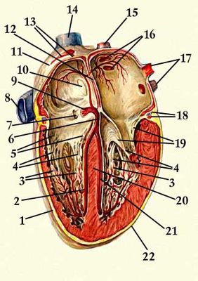 Проводящая система сердца: 1 — правый желудочек; 2 — правая ножка предсердно-желудочкового пучка; 3 — сосочковые мышцы; 4 — сухожильные струны; 5 — правый предсердно-желудочковый клапан (трёхстворчатый); 6 — предсердно-желудочковый пучок; 7 — устье венечной пазухи; 8 — нижняя полая вена; 9 — предсердно-желудочковый узел; 10 — овальная ямка; 11 — правое предсердие; 12 — межпредсердная перегородка; 13 — синусно-предсердный узел; 14 — верхняя полая вена; 15 — правая лёгочная вена; 16 — устья правых лёгочных вен; 17 — левые лёгочные вены; 18 — сосуды сердца; 19 — левый предсердно-желудочковый клапан (метральный); 20 — межжелудочковая перегородка; 21 — левая ножка предсердно-желудочкового пучка; 22 — левый желудочек. Сердце.