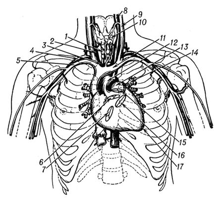 Рис. 1. Проекция сердца, створок и крупных сосудов на переднюю стенку грудной клетки (полусхематично): 1 — трахея; 2 — правая общая сонная артерия; 3 — плечеголовной ствол; 4 — подключичная артерия; 5 — подключичная вена; 6 — отверстие аорты (полулунные клапаны аорты); 7 — правое предсердно-желудочковое отверстие (трёхстворчатый клапан); 8 — наружная сонная артерия; 9 — внутренняя ярёмная вена; 10 — щитовидная железа; 11 — левая плечеголовная вена; 12 — дуга аорты; 13 — лёгочный ствол; 14 — бронхи; 15 — отверстие лёгочного ствола (клапан лёгочной артерии); 16 — левое предсердно-желудочковое отверстие (митральный клапан); 17 — верхушка сердца. Сердце.