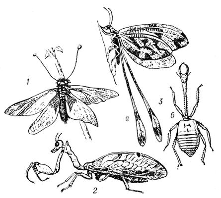 : 1   . Ascalaphidae; 2   . Mantispidae; 3   . Nemopteridae (   ;   ).