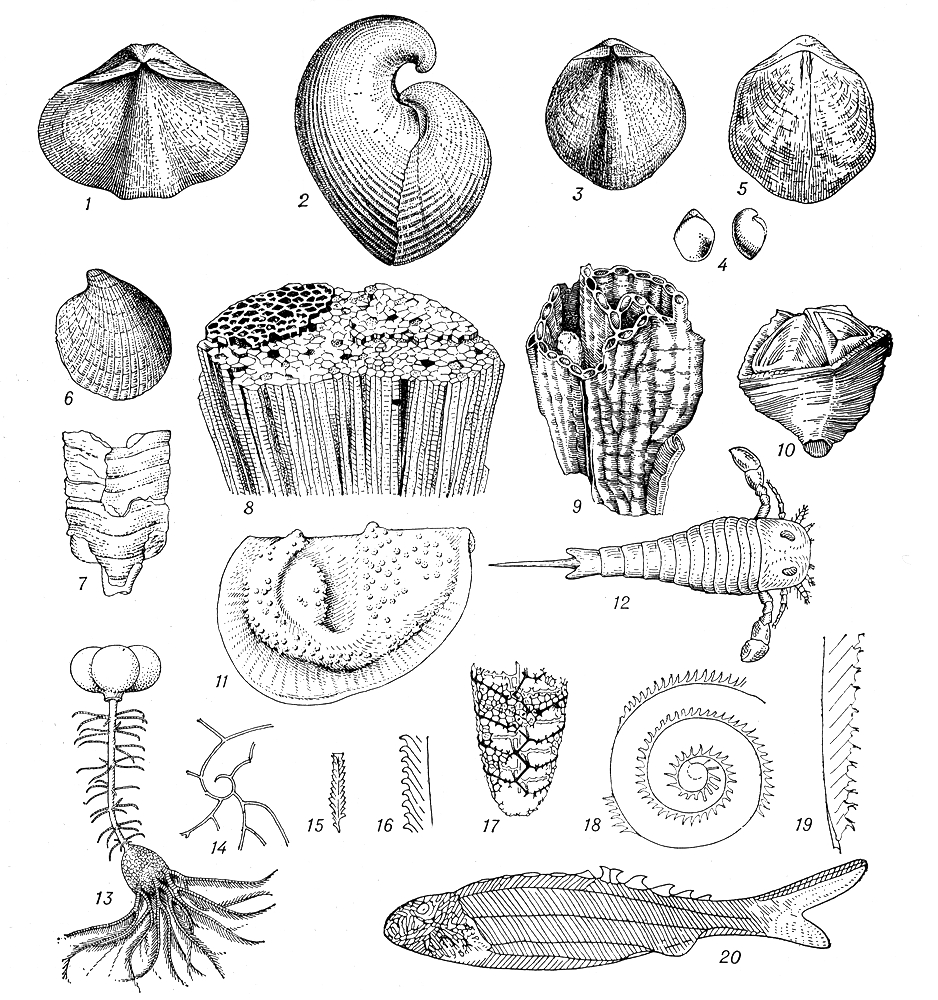  .  (15): 1  Eospirifer radiatus; 2  Conchidium knighti; 3  Stricklandia lens; 4  Dayia navicula; 5  Pentamerus oblongus. : 6  Cardiola interrupta.  : 7  Endoceras vaginatum.  (810): 8  Favosites gothlandicus; 9  Halysites labirinthicus; 10  Goniophyllum pyramidale. : 11  Craspedobolbina variolata. : 12  Eurypterus. : 13  Schypbocrinites excavatus.  (1419): 14  Cyrtograptus murchison; 15  Akidograptus decussatus; 16  Monograptus priodon; 17  Retiolites geinitzianus; 18  Demirastrites convolutus; 19  Saetograptus shimaera.  : 20  Birkenia.   ().