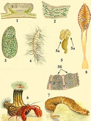 1.  Lecanora subfusca      .     Chlorococcum   . 2.   Leptogium.        Nostos. 3.   Paramecium bursaria    . 4.  ,      Devescovina elongata.      . 5.   Sitodrepa panicea: 5  ,    ( ); 5       .  ,    ( ),  ,  .6.- Pagurus arroser   Calliactis parasitica. 7.         Fierasfer .<span style='font-family: