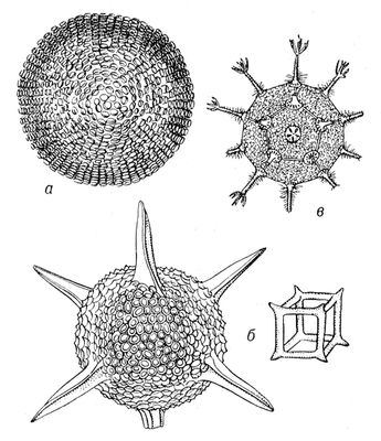 . 3.     . :    Ethmosphaera polysyphonia,       +     +  ;    Hexastylus marginatus  Lithocubus geometricus,   ;    Circorhegma dodecahedra,        .