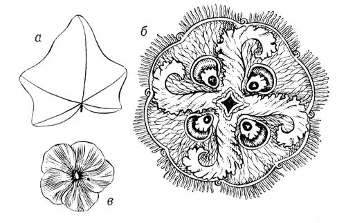 . 1.  :    ;    Aurelia insulinda;    .                  1, 4, 5  ( 1, 4, 5- ).   .