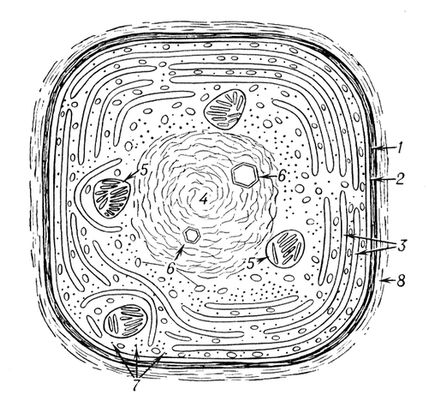Схема строения клетки синезелёной водоросли: 1 — клеточная стенка; 2 — цитоплазматическая мембрана; 3 — фотосинтезирующие ламеллы; 4 — ядерное вещество (нуклеоплазма); 5 — зёрна цианофицина; 6 — разнообразные включения; 7 — рибосомы; 8 — слой слизи. Синезелёные водоросли.