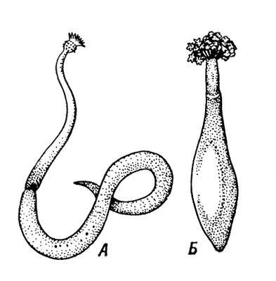 :   Golfingia vulgare;   Dendrostomum pyroides.