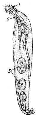  Acanthocephalus lucii  : 1  ; 2   ; 3  .