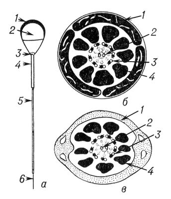 Сперматозоид млекопитающих: а — схема строения (1 — акросома, 2 — головка, 3 — шейка, 4 — промежуточный отдел, 5 — главный отдел хвоста, 6 — концевой отдел); б и в — поперечные срезы (сильно увеличены): б — промежуточного отдела; в — главного отдела хвоста (1 — митохондрии, 2 — центральные фибриллы, 3 — дублеты, 4 — дополнительные фибриллы). Сперматозоид.