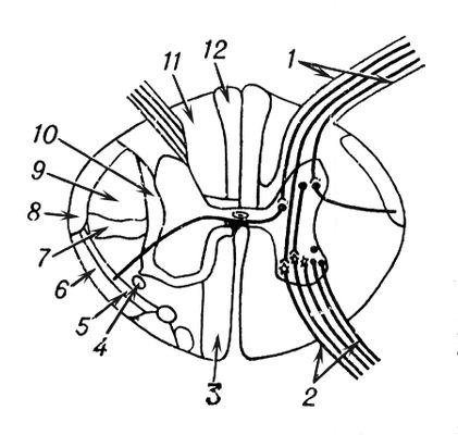 . 3.      : 1    ; 2    ; 3    ; 4  - ; 5  - ; 6   - ; 7  - ; 8   - ; 9    ; 10   ()    ; 11   ; 12   .  .