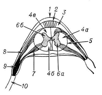 . 1.     : 1    ; 2   ; 3   ; 4   : 4   ; 4   ; 4   ; 5    ; 6   : 6   ; 6   ; 7   () ; 8   () ; 9   ; 10   .