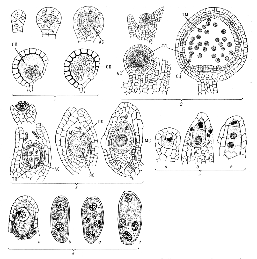 . 2.    . 1       ; 2      (Selaginella); 3      (Azolla); 4   ()          ()   ()     (Allium cepa); 5   ()            ()   (, )    (Fritillaria persica).   ,   ,   ,   ,    ,    (),   ,    .