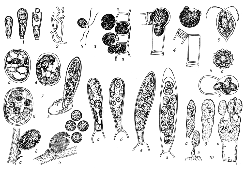 . 1.    . 1       -  Dermocarpa; 2        Nocardia; 3   (Ulothrix):   ()   (); 4   (Oedogonium):  ; 5   (Chlamydomonas):       ; 6   (Chlamydomonas):  ()      (); 7   (Spirogyra):  ()         (),    (),   (); 8   (Callithamnion):  ()    (); 9    Chorda filum:     (),  ()   ()  ,     (); 10     (),   ()     ()   ;       .