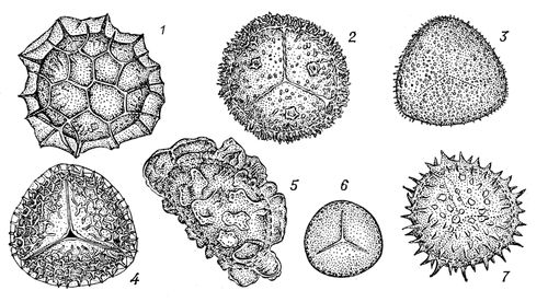    (1  Fossombronia angulosa, 2  Anthoceros tuberculatus),   (3  Pteridium aquilinum, 4  Lycopodium clavatum, 5  Dryopteris filix-mas)    (6  Salvinia cucullata, 7  Selaginella radiata).