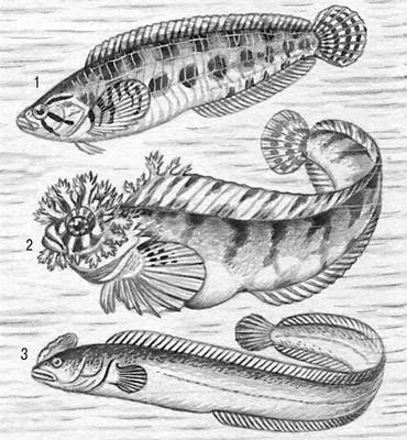 : 1    (Stichaeopsis nana); 2    (Chirolophis snyderi); 3    (Alectrias alectrolophus).