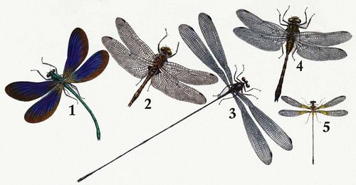 . 1.  (Calopteryx virgo). 2.   (Leucorrhinia pestoralis). 3.   (Megalopterus marchali). 4.   (Gomphus vulgatissimus). 5.   (Nososticta solida).