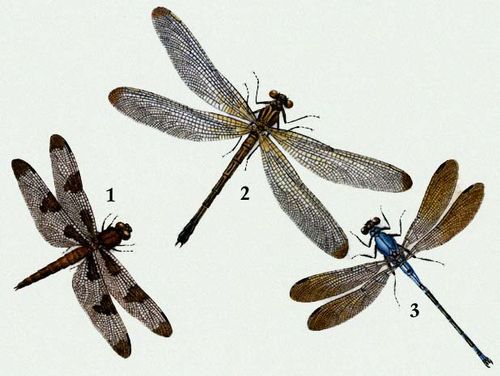 . 1    (Libellula pulchella); 2   (Epallage fatime); 3    (Diflebia euphaeoides).