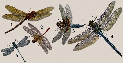 . 1    (Aeschna grandis); 2    (Sympetrum vulgatum); 3    (Libellula depressa); 4  - (Anax imperator); 5    (Lestes dryas).